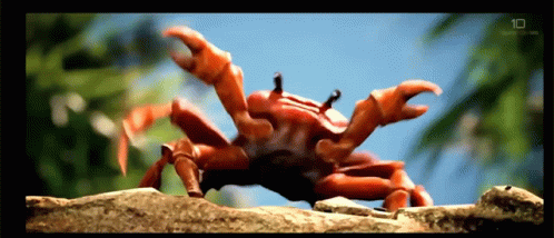 A Crab Is Crawling On A Rock With The Number 10 On The Bottom GIF