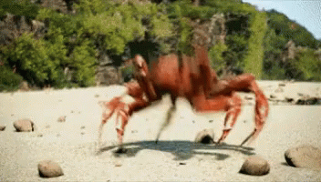 A Crab Is Crawling On A Sandy Beach With Trees In The Background GIF