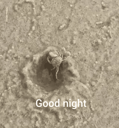 A Crab Is Crawling Out Of A Hole And The Words Good Night Are Above It GIF