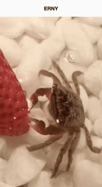 A Crab Is Eating A Strawberry On A Pile Of Rocks Under The Name Erny GIF
