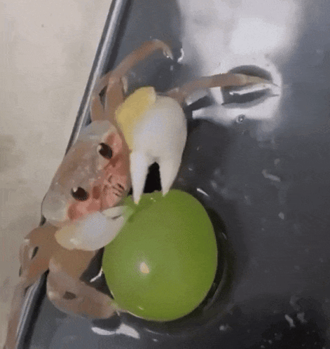 A Crab Is Holding A Green Balloon In Its Claws . GIF