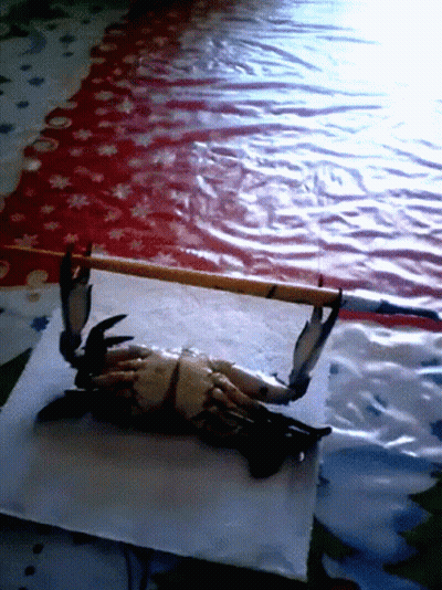 A Crab Is Laying On A Piece Of Paper On A Table With A Red And White Table Cloth In The Background GIF
