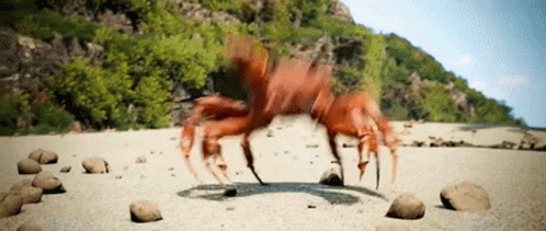 A Crab Is Walking Across A Sandy Beach With Rocks GIF