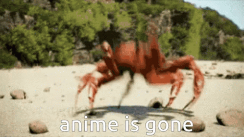 A Crab Is Walking On A Rocky Beach With The Words Anime Is Gone Above It GIF