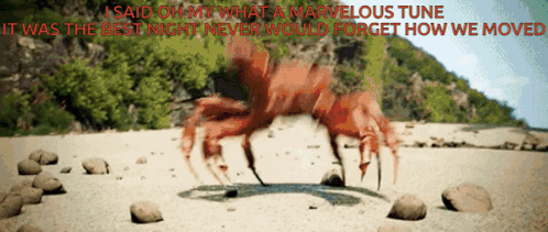 A Crab On A Beach With The Words I Said Oh My What A Marvelous Tune It Was The Best Night Never Would GIF