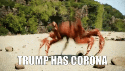 A Crab On A Beach With The Words Trump Has Corona GIF