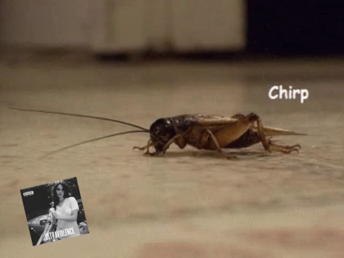 A Cricket Is Crawling On A Floor Next To A Picture Of A Woman And The Word Chirp GIF