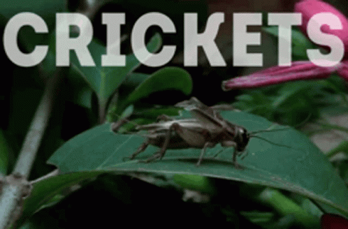 A Cricket Is Sitting On A Green Leaf With The Word Crickets Written Above It GIF