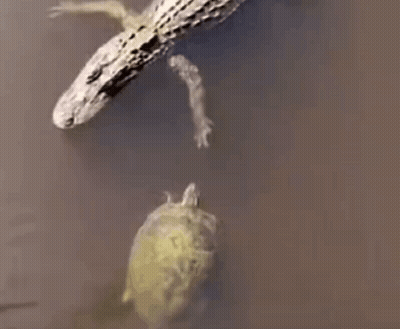 A Crocodile And A Turtle Are Swimming In The Water Together . GIF