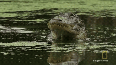 A Crocodile Is Swimming In A Body Of Water With The Website Natgeotv.com In The Background GIF