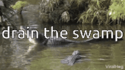 A Crocodile Is Swimming In A Swamp With The Words Drain The Swamp Above It GIF
