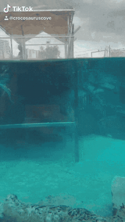 A Crocodile Is Swimming In A Tank With A Tiktok Watermark On The Bottom GIF