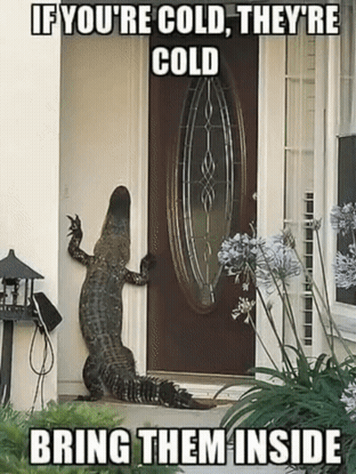 A Crocodile Standing In Front Of A Door With The Caption If You 'Re Cold They 'Re Cold GIF