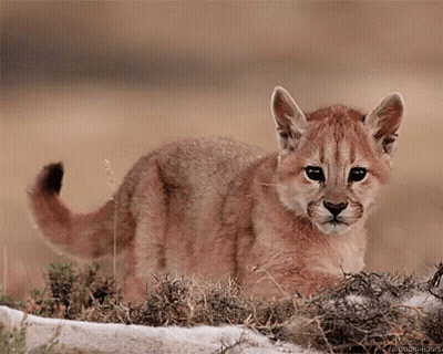 A Cub Of A Mountain Lion Is Standing In The Grass Looking At The Camera GIF