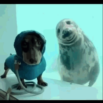 A Dachshund And A Seal Are Standing Next To Each Other . The Seal Is Wearing A Hooded Jacket . GIF