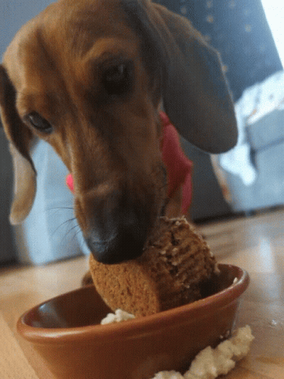 A Dachshund Chews On A Piece Of Cake In A Bowl GIF