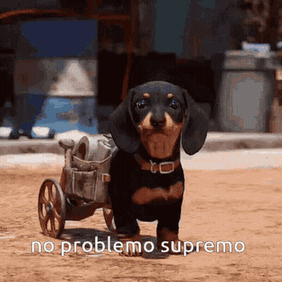 A Dachshund In A Wheelchair With The Words No Problemo Supremo On The Bottom GIF