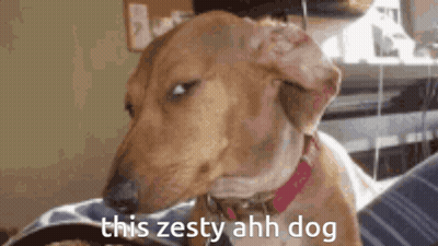 A Dachshund Is Looking At The Camera With The Words `` This Zesty Ahh Dog '' Written Next To It . GIF
