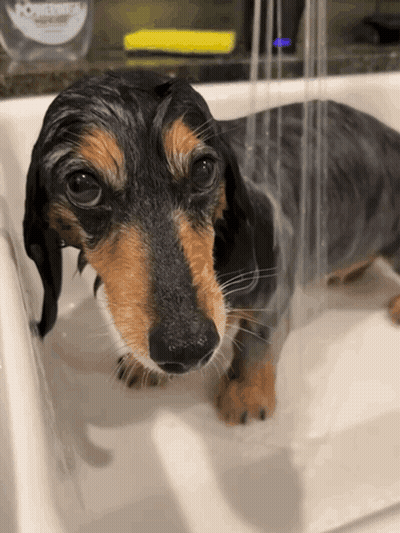 A Dachshund Is Taking A Bath In A Sink With A Bottle Of Powerade In The Background GIF