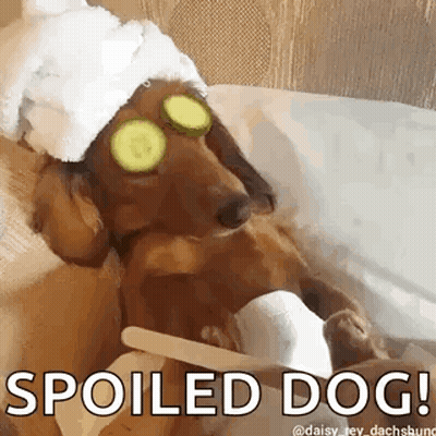 A Dachshund Is Wearing Cucumber Slices On Its Eyes . GIF