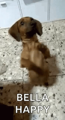 A Dachshund Puppy Is Standing On Its Hind Legs On A Tile Floor . GIF