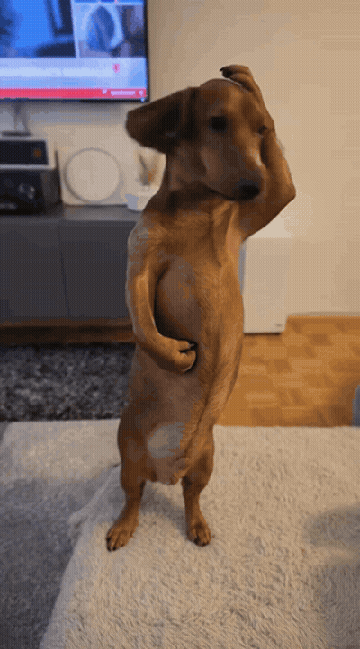 A Dachshund Standing On Its Hind Legs In Front Of A Television GIF