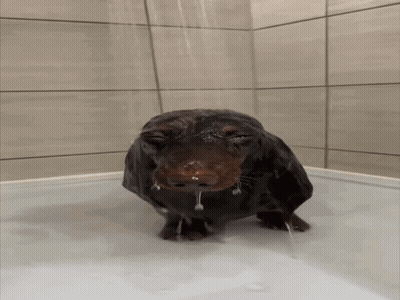 A Dachshund Taking A Bath In A Bathtub GIF