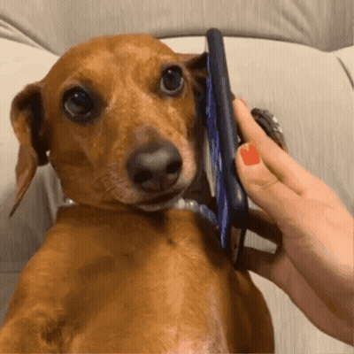 A Dachshund Talking On A Cell Phone With A Person GIF