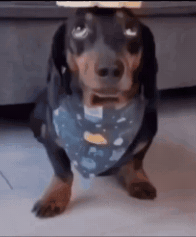 A Dachshund Wearing A Blue Bandana Is Standing On Its Hind Legs On The Floor . GIF