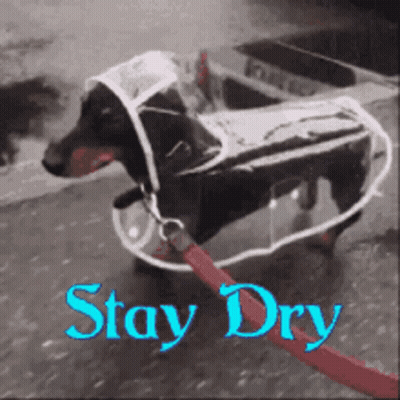 A Dachshund Wearing A Clear Raincoat With The Words Stay Dry Below It GIF