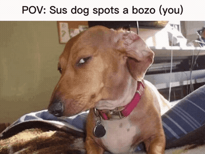 A Dachshund Wearing A Pink Collar Is Sitting On A Blanket . GIF