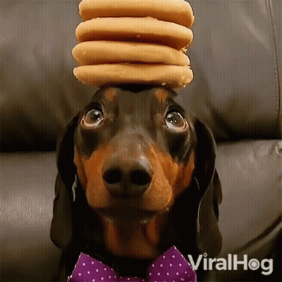 A Dachshund Wearing A Purple Bow Tie And A Stack Of Donuts On Its Head GIF