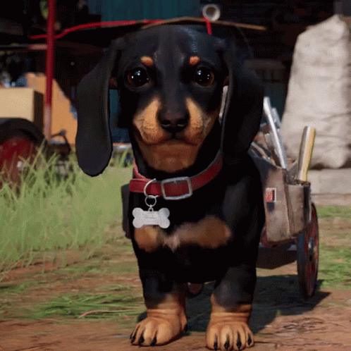 A Dachshund Wearing A Red Collar And A Tag That Says ' Dachshund ' GIF
