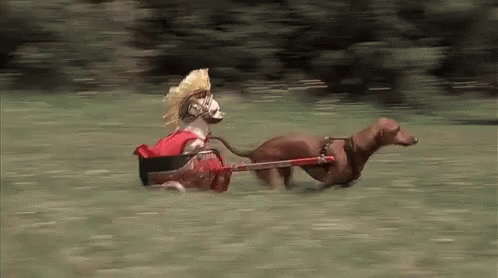 A Dachshund Wearing A Roman Helmet Is Pulling A Cart GIF