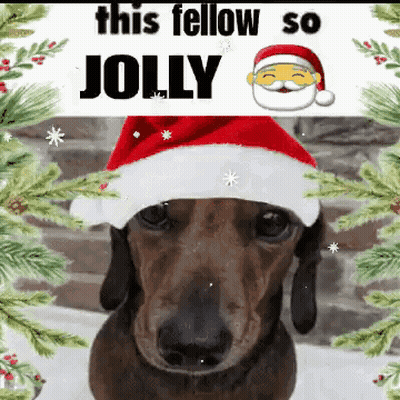 A Dachshund Wearing A Santa Hat With The Words This Fellow So Jolly Below It GIF