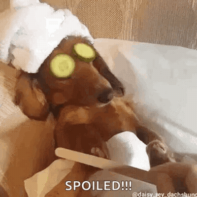A Dachshund Wearing A Towel And Cucumber Slices On Its Eyes Is Getting A Manicure . GIF