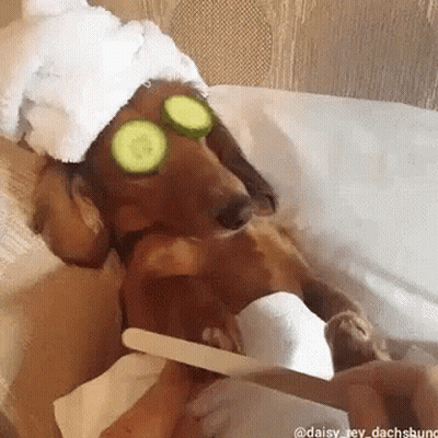 A Dachshund Wearing A Towel And Cucumber Slices On Its Eyes Is Getting Its Nails Done . GIF