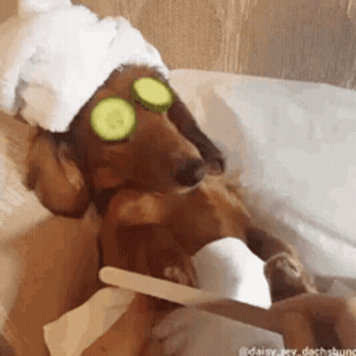 A Dachshund Wearing Cucumber Slices On Its Eyes And A Towel On Its Head Is Getting A Manicure . GIF