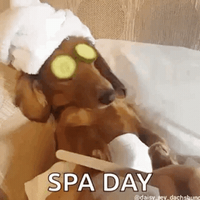A Dachshund Wearing Cucumber Slices On Its Eyes And A Towel On Its Head Is Getting A Spa Day . GIF