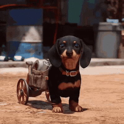 A Dachshund With A Wheelchair Is Walking On The Dirt Road GIF
