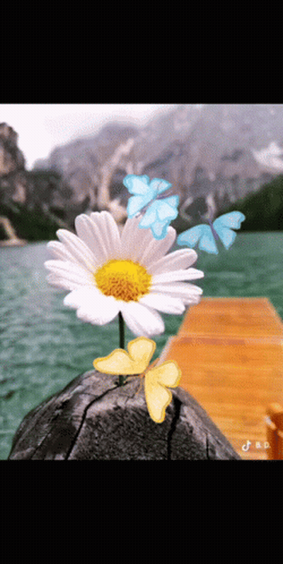 A Daisy Is Surrounded By Butterflies On A Pier GIF
