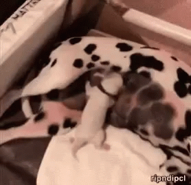A Dalmatian Dog Is Laying Down With A Baby Dalmatian Puppy . GIF