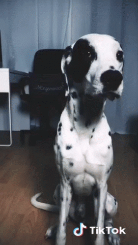 A Dalmatian Dog Is Sitting In Front Of A Chair That Says ' Morgenrock ' On It GIF