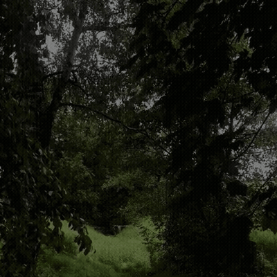 A Dark Forest With Lots Of Trees And Bushes GIF