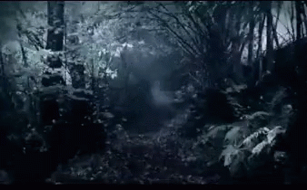 A Dark Forest With Trees And Leaves In The Dark GIF