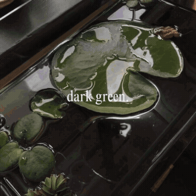 A Dark Green Leaf Is In The Water GIF