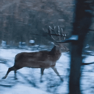 A Deer Is Running Through A Snowy Field GIF