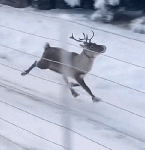 A Deer Is Running Through A Snowy Field Behind A Fence . GIF