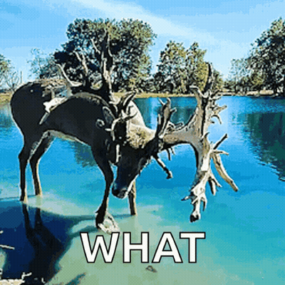 A Deer Is Standing In A Body Of Water With The Words What Written Below It GIF