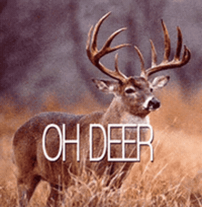 A Deer Is Standing In A Field With The Words Oh Deer Behind It GIF